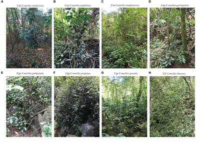 Combined analysis of metagenome and transcriptome revealed the adaptive mechanism of different golden Camellia species in karst regions